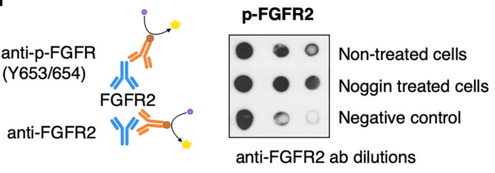 Phosphorylation of FGFR Type 2 (p-FGFR2).jpg